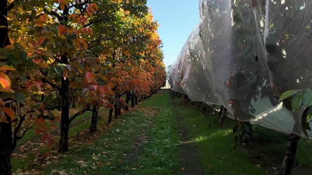 Orange and yellow leaves grow beside trees covered with mesh netting in a quiet persimmon orchard during a sunny autumn afternoon