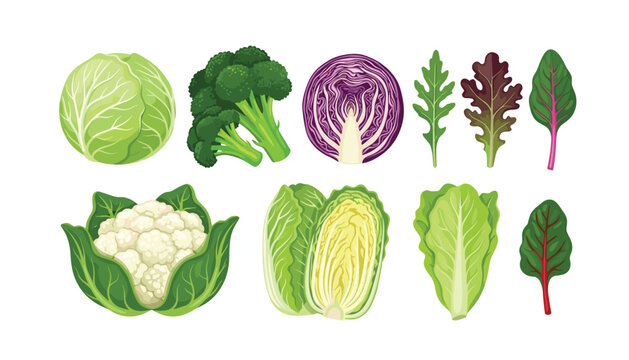 Fresh green cabbage cauliflower and leafy vegetables vector set . featuring broccoli, red cabbage half, romaine lettuce, swiss chard, arugula leaves