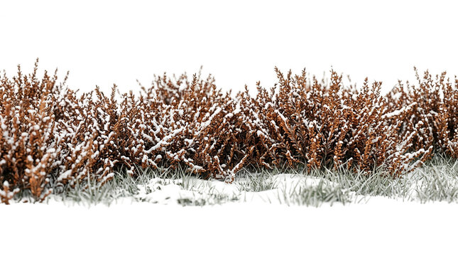 Seto de arbustos secos cubiertos de nieve fresca sobre un fondo blanco aislado, ideal para composiciones de dise&ntilde;o paisaj&iacute;stico invernal y elementos de arquitectura exterior.