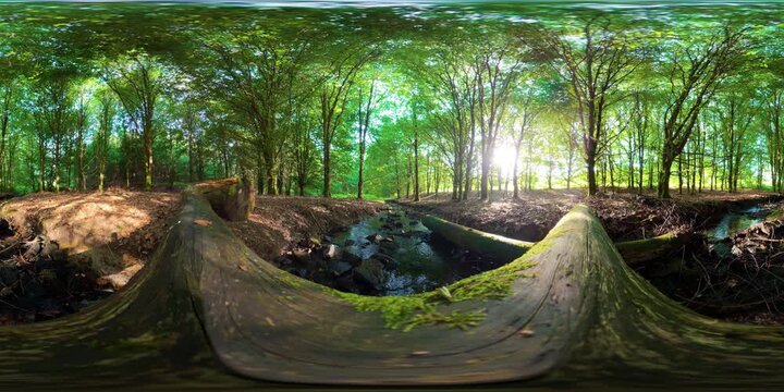 360 VR 4K Static view of peaceful stream flowing through beech forest with sunbeams