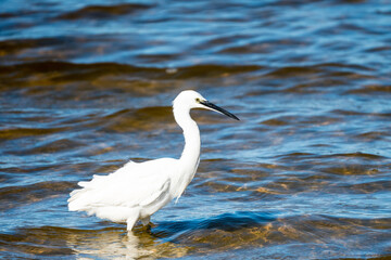Obraz premium little egret (Egretta garzetta) side on close up standing in shallow water showing white plumage and black beak in the wild in Cape Town, South Africa