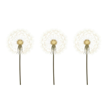 Tres flores de diente de le&oacute;n con semillas esponjosas dispuestas en fila sobre un fondo blanco puro, ideales para dise&ntilde;os minimalistas, tarjetas de felicitaci&oacute;n o proyectos de naturaleza.