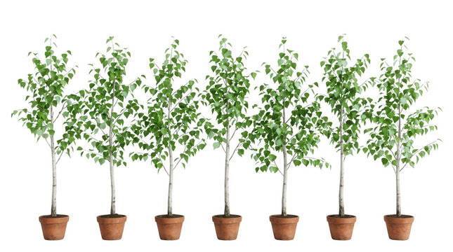 Conjunto de siete &aacute;rboles de abedul j&oacute;venes plantados en macetas de terracota individuales, aislados sobre un fondo blanco puro para dise&ntilde;o de jardiner&iacute;a y arquitectura paisajista.