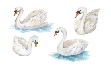 Watercolor illustration of elegant white swans in different poses, hand-painted with delicate pastel details and soft blue water accents. Romantic and graceful bird artwork on a white background. © Katerina