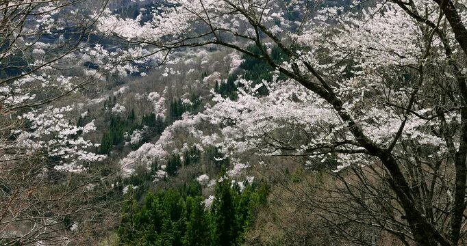 桜仙峡の陸郷山桜