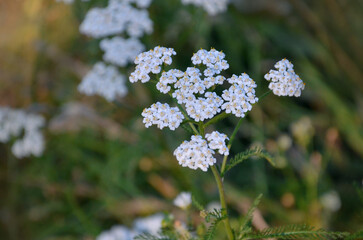 Achillea millefolium or common yarrow stem with white blooming inflorescence against natural summer meadow background. © Mariana