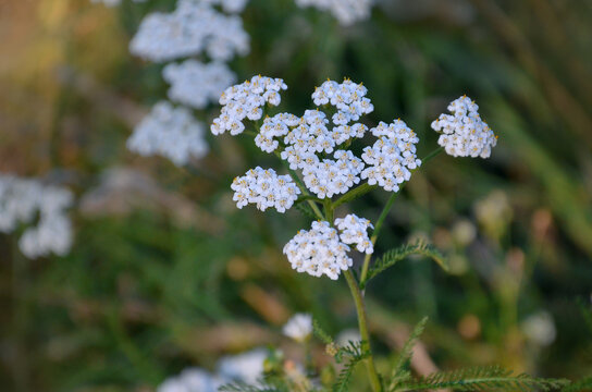 Achillea millefolium or common yarrow stem with white blooming inflorescence against natural summer meadow background.