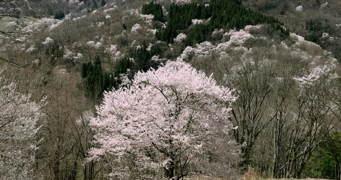 桜仙峡の陸郷山桜