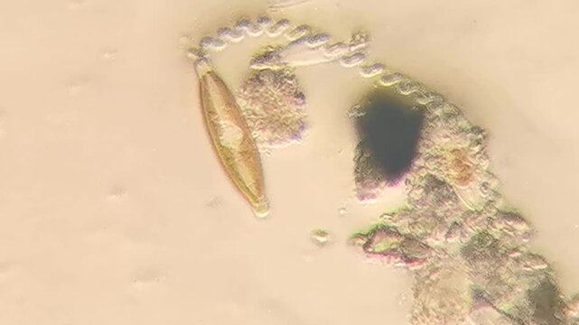 Live Pennate Diatoms Gliding in Freshwater Pond Water Under Microscope