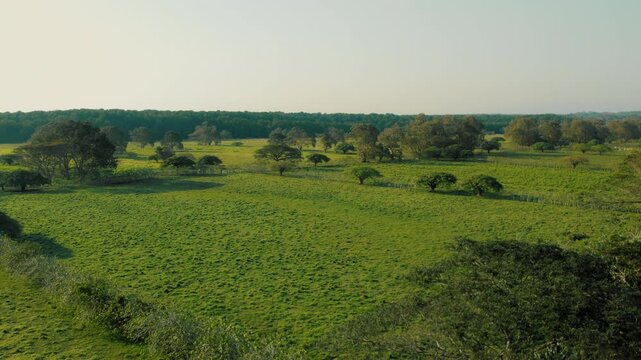 Lush green pasture land in tropical Costa Rica