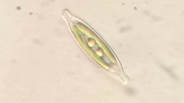 Silica Shelled Pennate Diatoms Moving in Freshwater Under Light Microscope