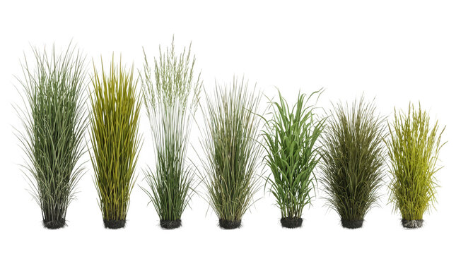 Una collezione di sette diverse piante di erba ornamentale verde e gialla isolate su sfondo bianco, perfette per progetti di design paesaggistico e composizioni grafiche naturali.