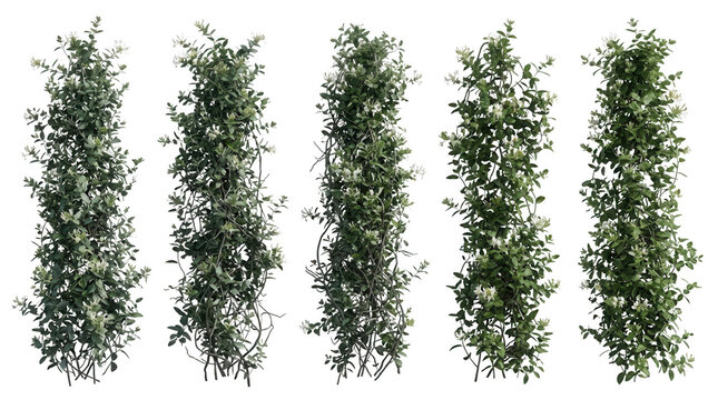 Set di cinque piante rampicanti verdi isolate su sfondo bianco, ideali per architettura paesaggistica, rendering 3D, design di giardini verticali e decorazioni botaniche realistiche.
