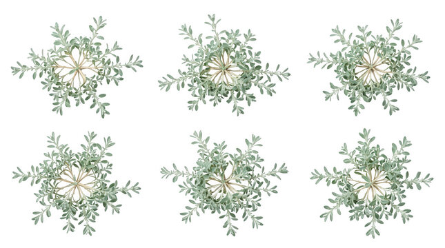 Set di sei ghirlande natalizie decorative realizzate con rami di pino verde e fiori bianchi, isolate su sfondo bianco per design festivo, biglietti d'auguri o decorazioni stagionali.