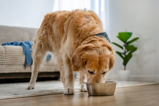 Golden Retriever eating kibble