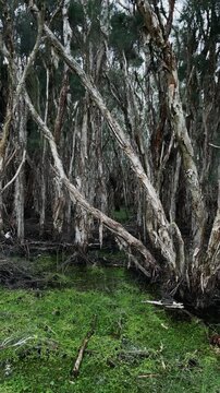 Vertical shot of tall paperbark trees grow in a damp swampy area with mossy green ground cover under a bright daytime sky in the Australian forest