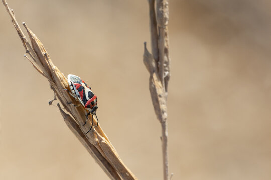 Harlequin bug perching on dried plant stem