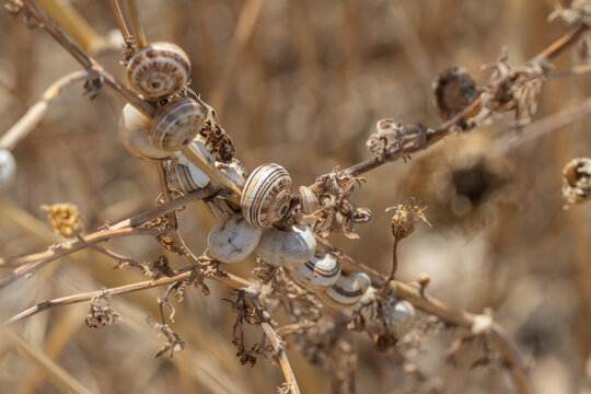 Snails aestivating on dry plants during summer heat