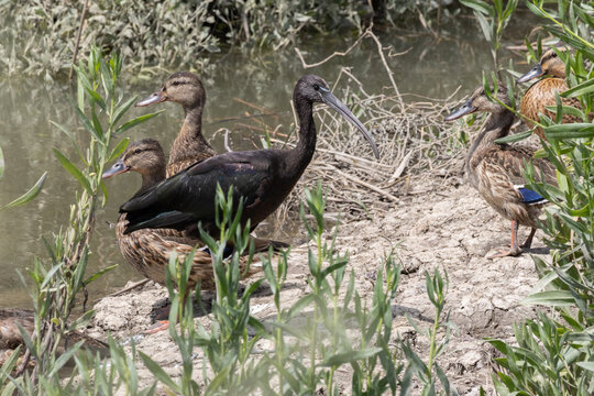 Glossy ibis and mallard ducks standing by tagus river