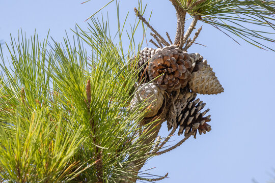 Pine tree branches with green needles and pine cones against blue sky