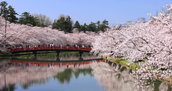 弘前公園の濠の桜並木と春陽橋