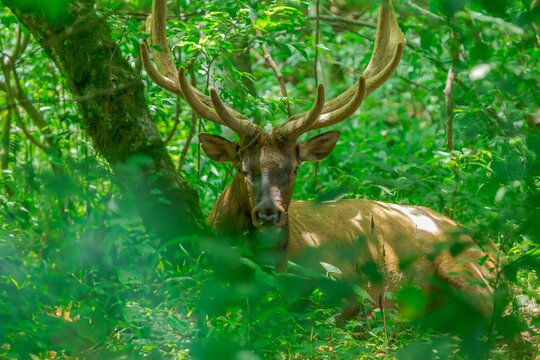 Closeup photo of giant elk