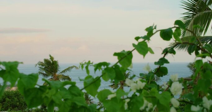 Green leaves and white flowers in foreground with palm trees and calm ocean at Bali seaside