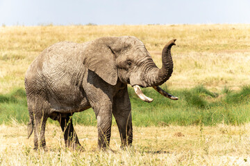 Close-up of a wild African elephant raising its trunk in Serengeti, Tanzania © Markus Lechtenböhmer