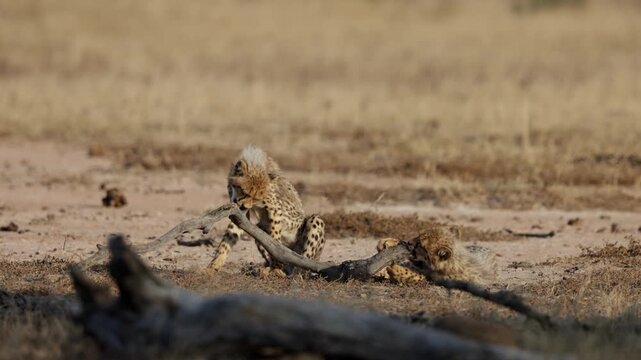Two cheetah cubs playing with a branch.
