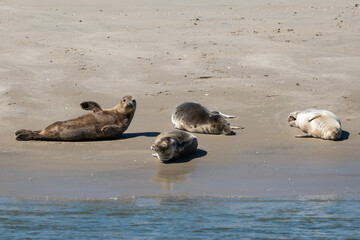 common seals Phoca vitulina basking in the sun on sandy wadden Island beach Ameland the Netherlands. Natural Dutch north sea wildlife  © drew