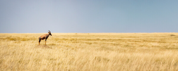 Topi antelope standing on a mound in the endless plains of Serengeti National Park, Tanzania © Markus Lechtenböhmer
