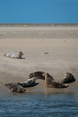common seals Phoca vitulina basking in the sun on sandy wadden Island beach Ameland the Netherlands. Natural Dutch north sea wildlife  © drew