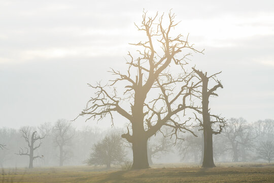 Ancient oak trees in morning mist at Rogalin Landscape Park, Poland
