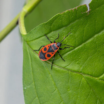 Firebug with Red and Black Pattern Resting on Green Leaf Close-Up Macro