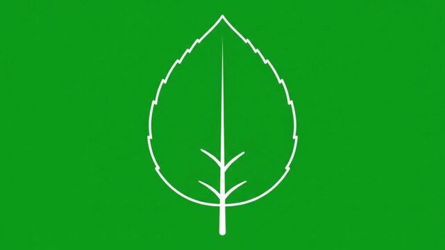 Animated white leaf line growing on green screen background, for nature concept, growth animation de