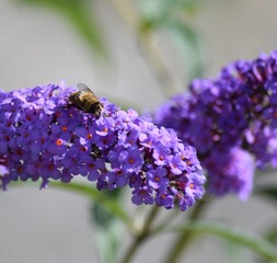 common Dronefly on Butterfly bush © Juergen