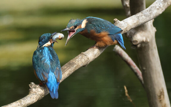 A male Kingfisher, Alcedo atthis, is just about to feed a fish it has just caught to its cute baby, perching on a branch in a lake.