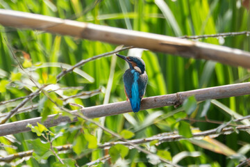 Fototapeta premium Common Kingfisher taking aim from the side