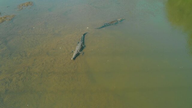 American Crocodiles rest on a sunny riverbed in Tarcoles river in Costa Rica