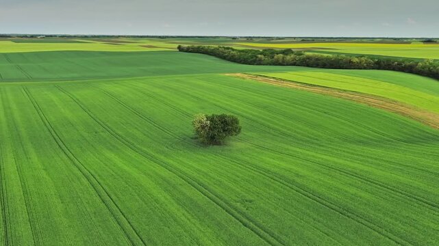 Aerial around view of green wheat field on hills with tree. Agricultural landscape in spring, 4k