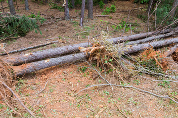 Naklejka premium Trees have fallen left behind uprooted roots in forest area after strong storm caused damage.