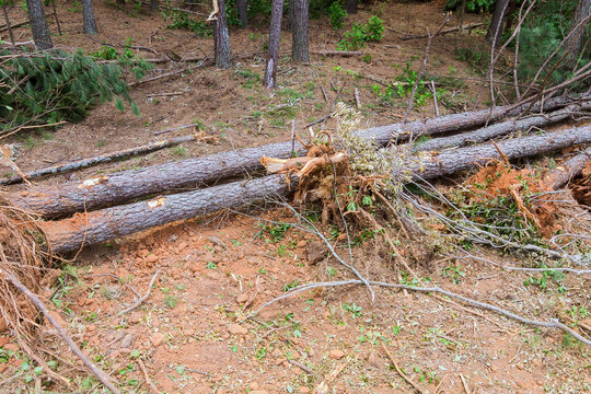 Trees have fallen left behind uprooted roots in forest area after strong storm caused damage.