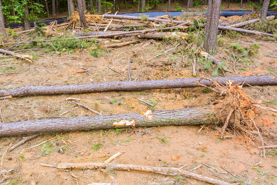 Workers clear fallen trees from forest area after recent storm in woods.