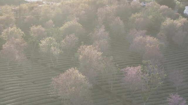 Aerial drone view of Cau Dat tea hills in Xuan Truong, Da Lat, Vietnam, with blooming cherry blossoms and wind turbines glowing in the soft light of sunrise.
