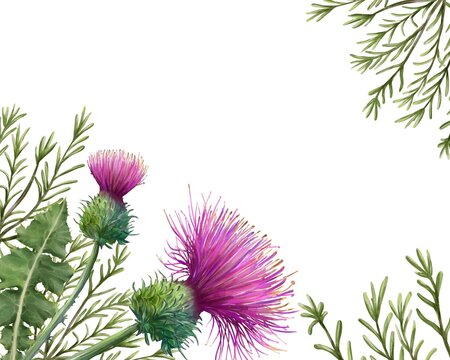 Purple milk Thistle and Rosemary branches, Hand painted watercolor botanical Frame on White background. 
