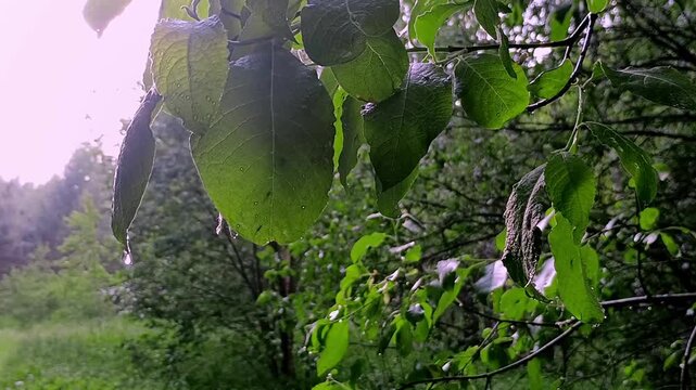 Alder tree leaves under heavy rain with big crystal clear water drops, static macro