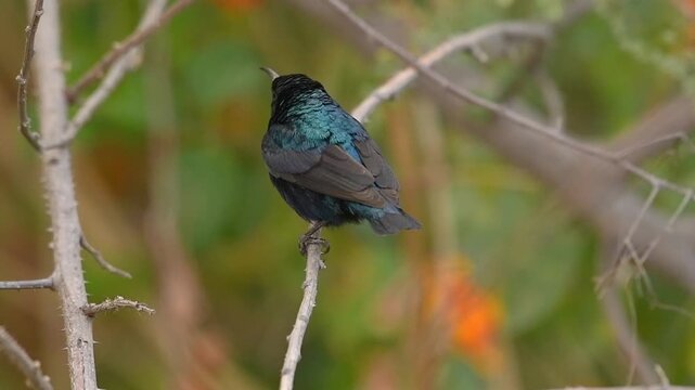 Male Purple Sunbird Changes Perch Among Branches With Orange Lantana Background in India