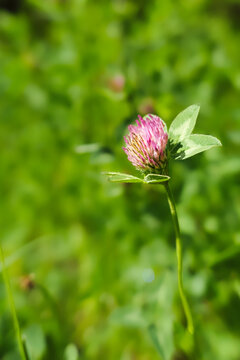 Pink red clover flower standing in a green meadow with soft blurred background