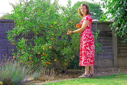 Portrait of a lady picking apples in late August.