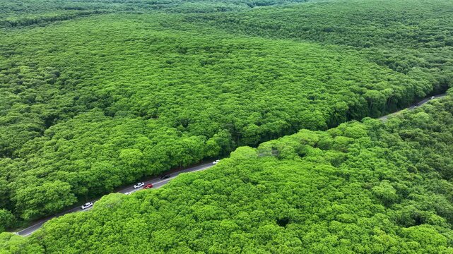 High aerial view of winding road through dense green forest with several passenger cars moving along curved route under leafy canopy, with forest, road, cars, aerial detail